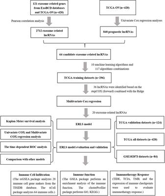 An exosome-derived lncRNA signature identified by machine learning associated with prognosis and biomarkers for immunotherapy in ovarian cancer